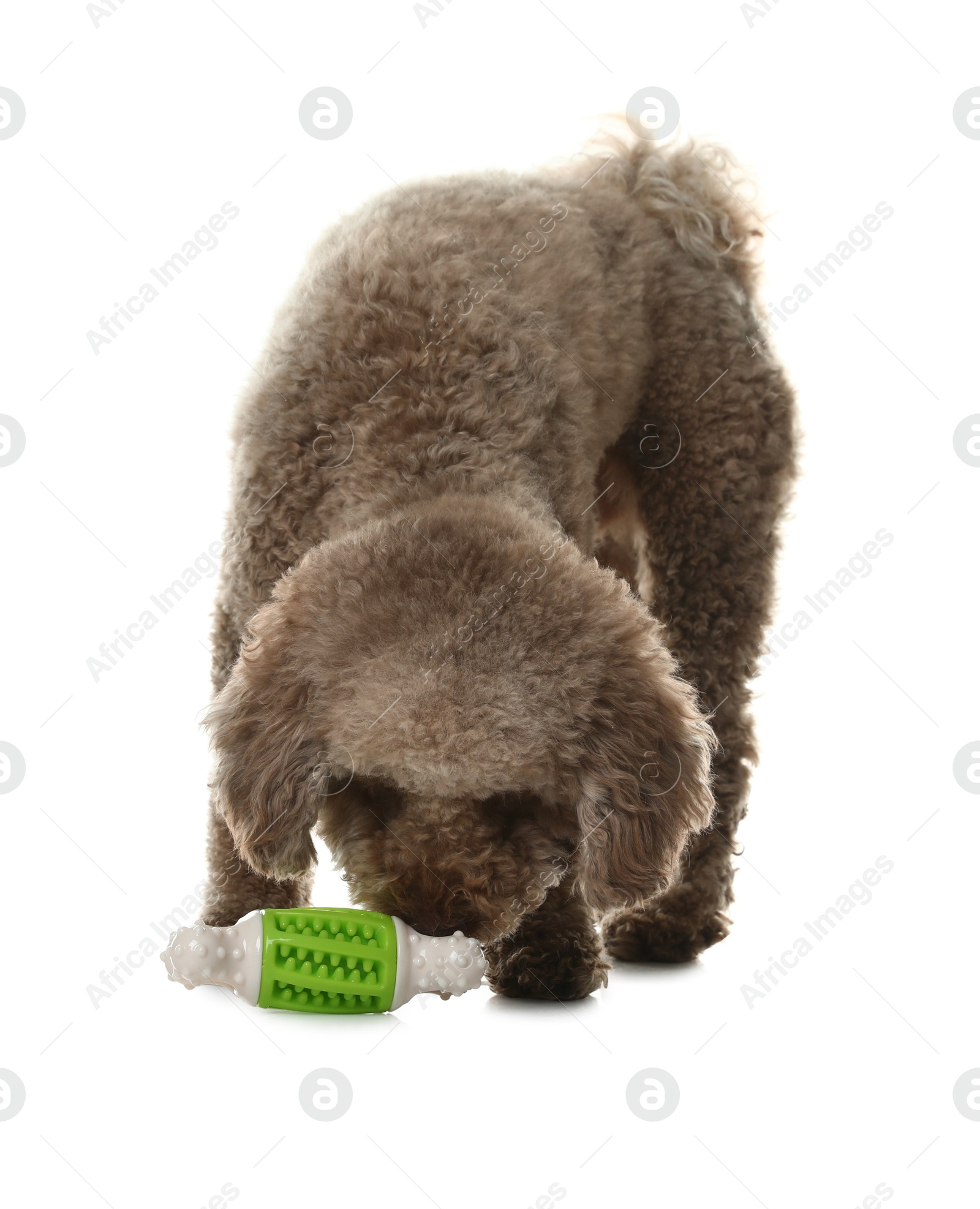 Photo of Cute dog playing with toy on white background. Adorable pet