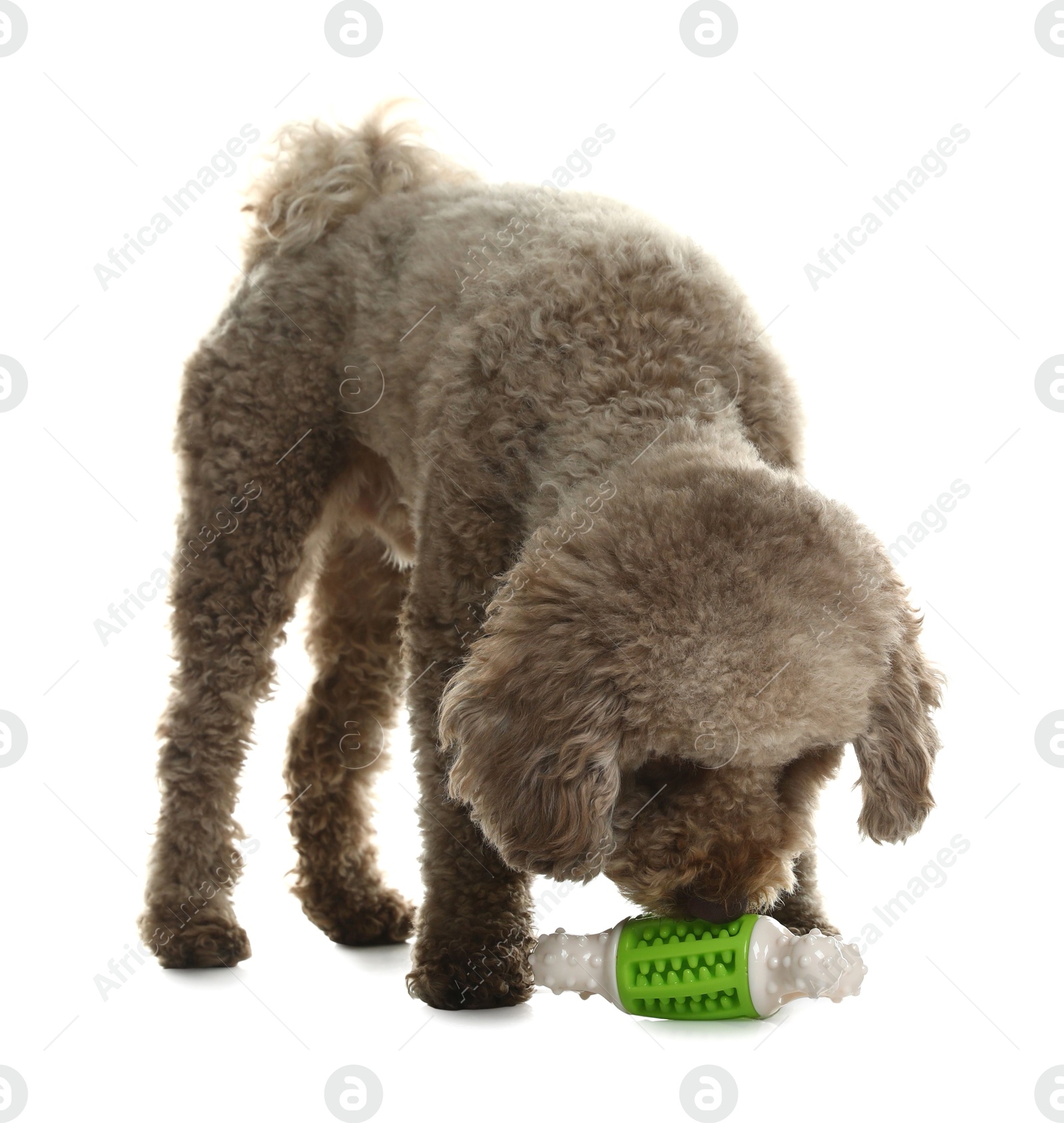 Photo of Cute dog playing with toy on white background. Adorable pet