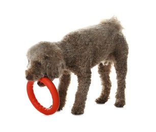 Photo of Cute dog playing with toy on white background. Adorable pet