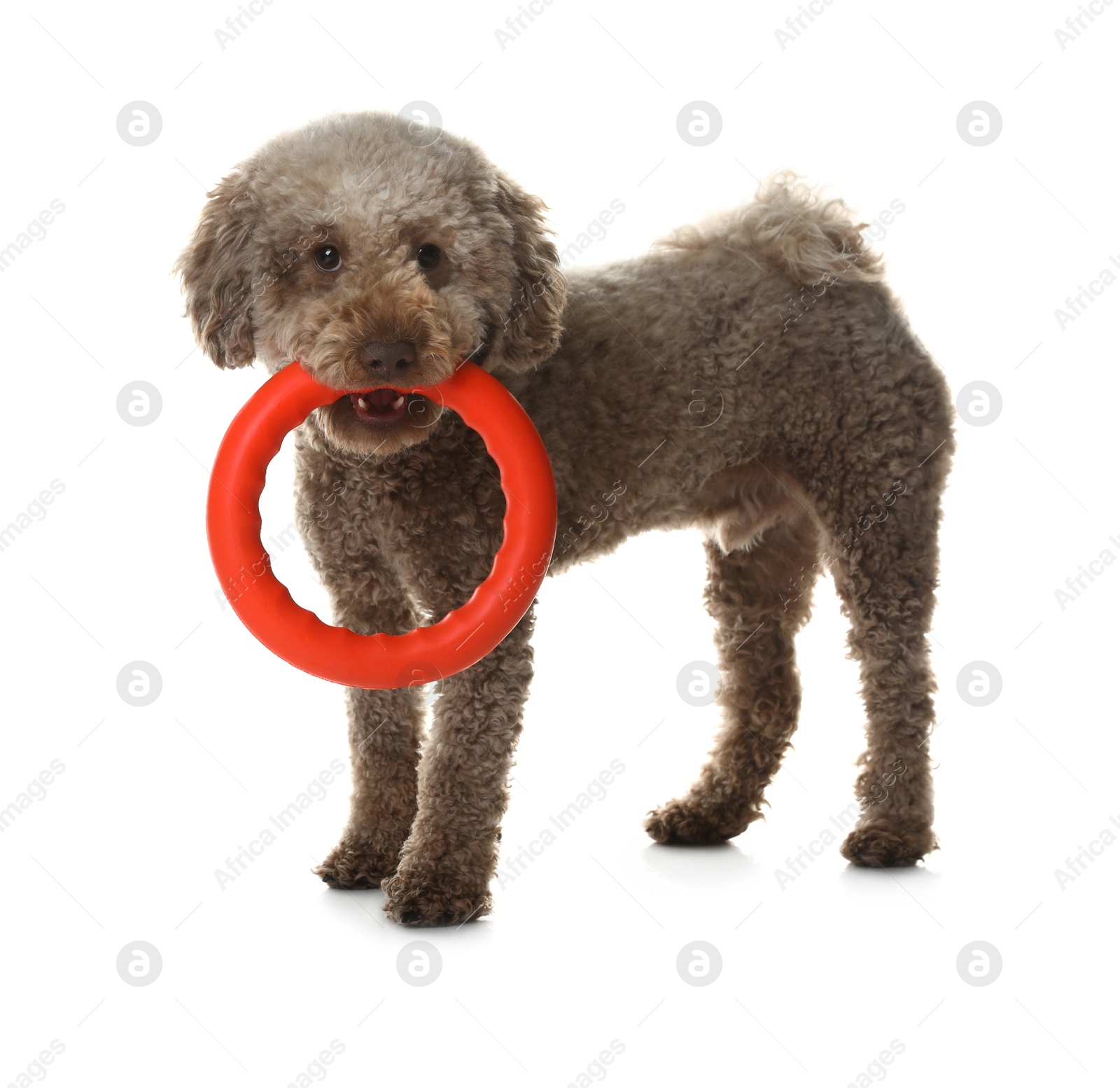 Photo of Cute dog playing with toy on white background. Adorable pet