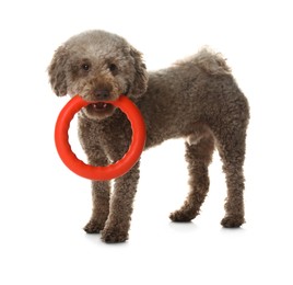 Photo of Cute dog playing with toy on white background. Adorable pet