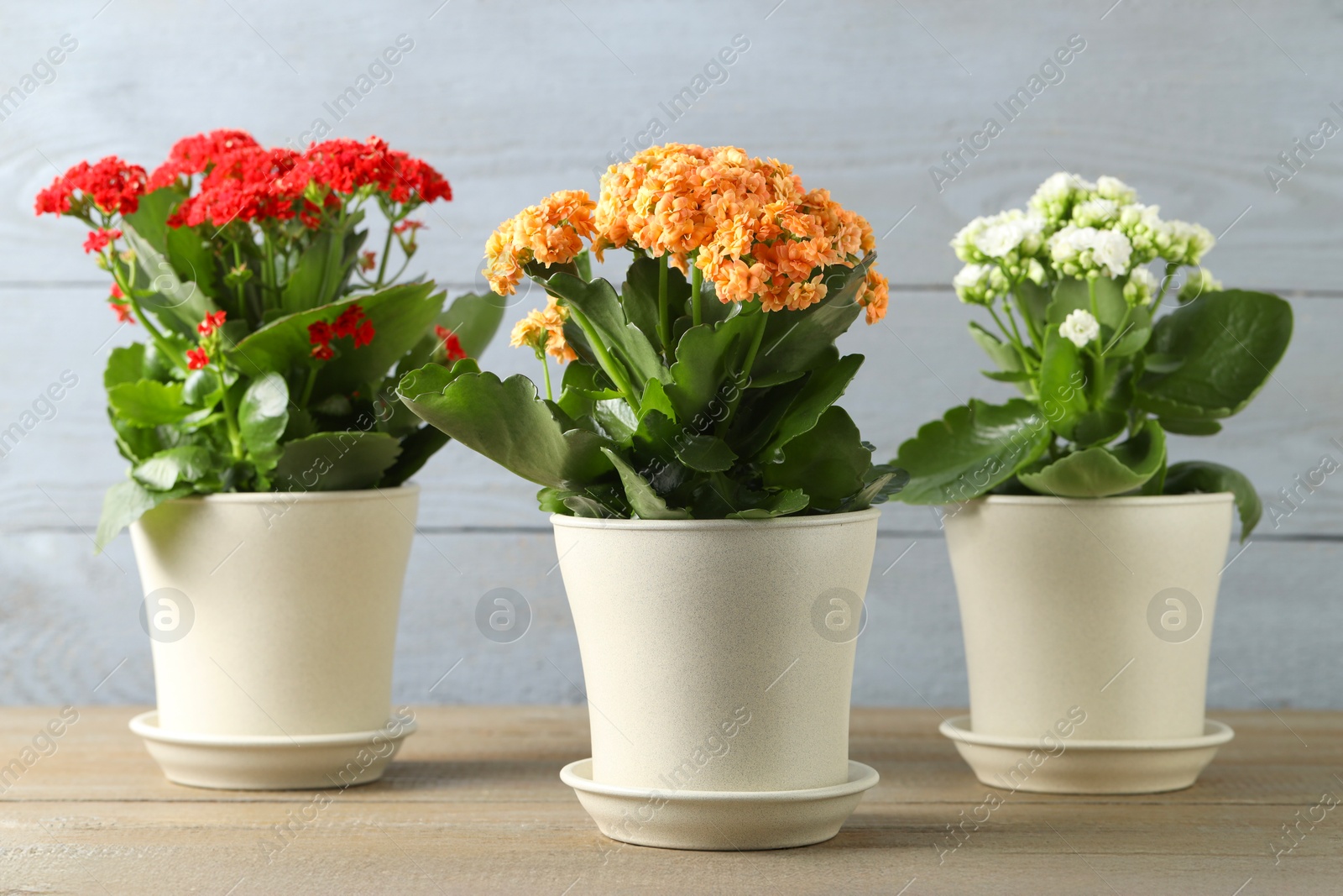 Photo of Different beautiful kalanchoe flowers in pots on wooden table indoors