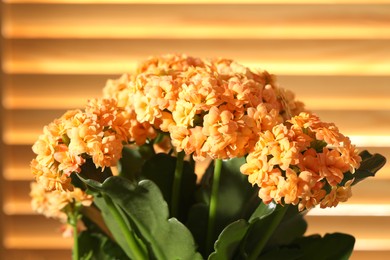 Photo of Beautiful orange kalanchoe flower on blurred background, closeup