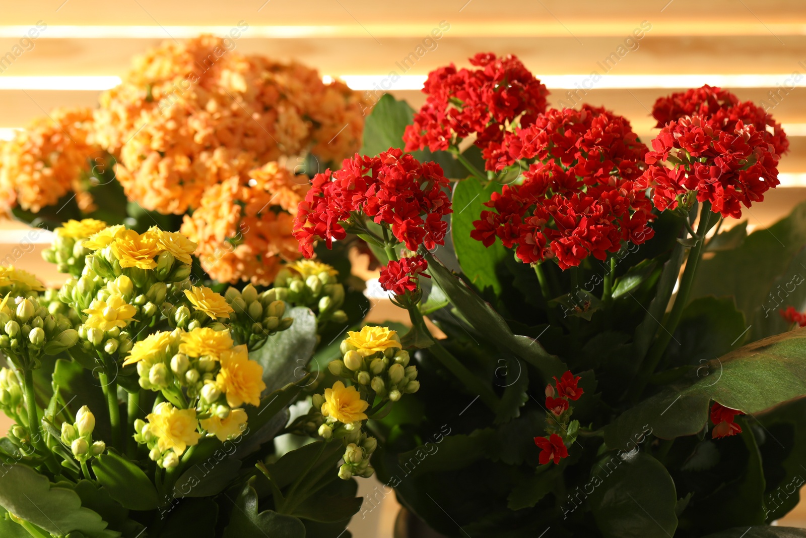 Photo of Different beautiful kalanchoe flowers on blurred background, closeup