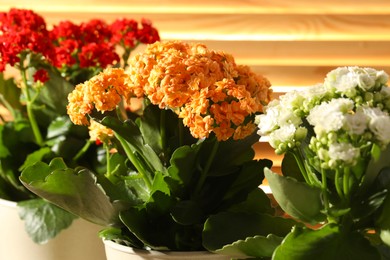 Photo of Different beautiful kalanchoe flowers in pots indoors, closeup