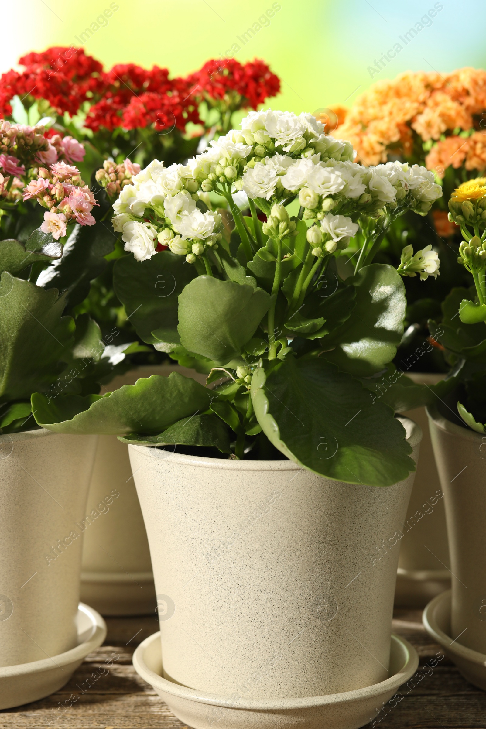 Photo of Different beautiful kalanchoe flowers in pots on wooden table, closeup