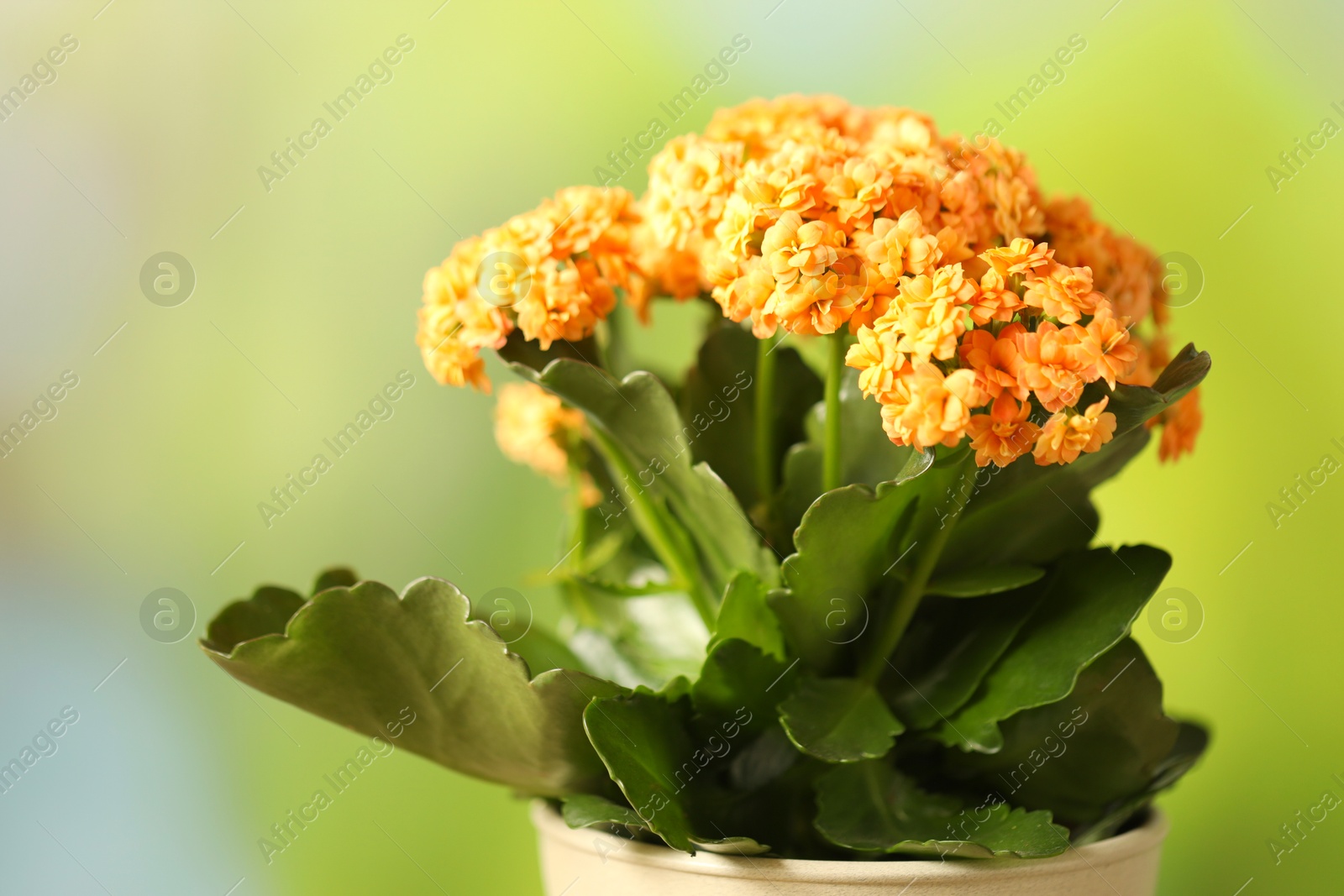 Photo of Beautiful orange kalanchoe flower in pot on blurred green background, closeup