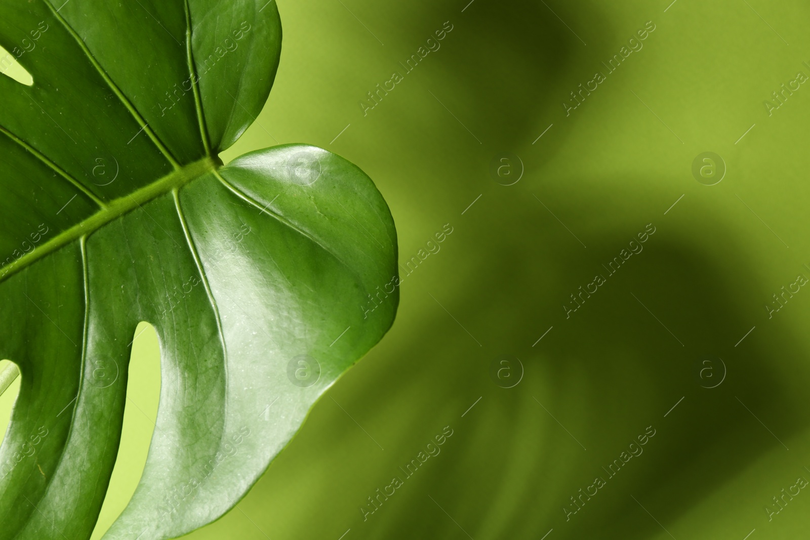 Photo of Beautiful monstera leaf casting shadow on green background, closeup. Space for text