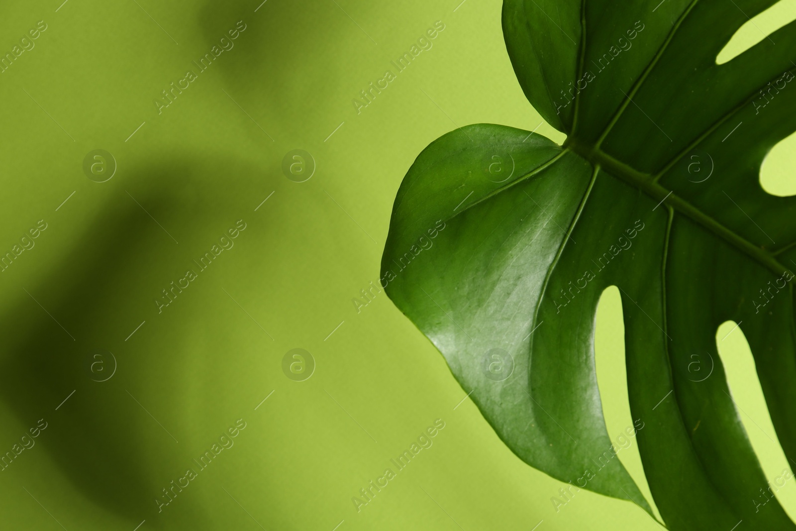 Photo of Beautiful monstera leaf casting shadow on green background, closeup. Space for text