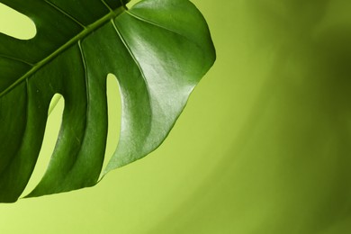 Beautiful monstera leaf casting shadow on green background, closeup. Space for text