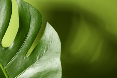 Beautiful monstera leaf casting shadow on green background, closeup. Space for text