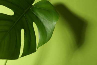 Photo of Beautiful monstera leaf casting shadow on green background, closeup. Space for text