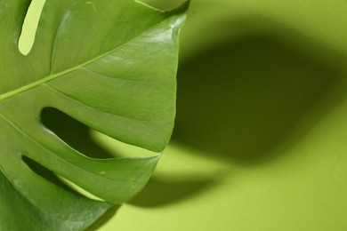 Beautiful monstera leaf casting shadow on green background, closeup. Space for text