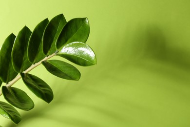 Photo of Beautiful branch with leaves casting shadow on green background, closeup. Space for text