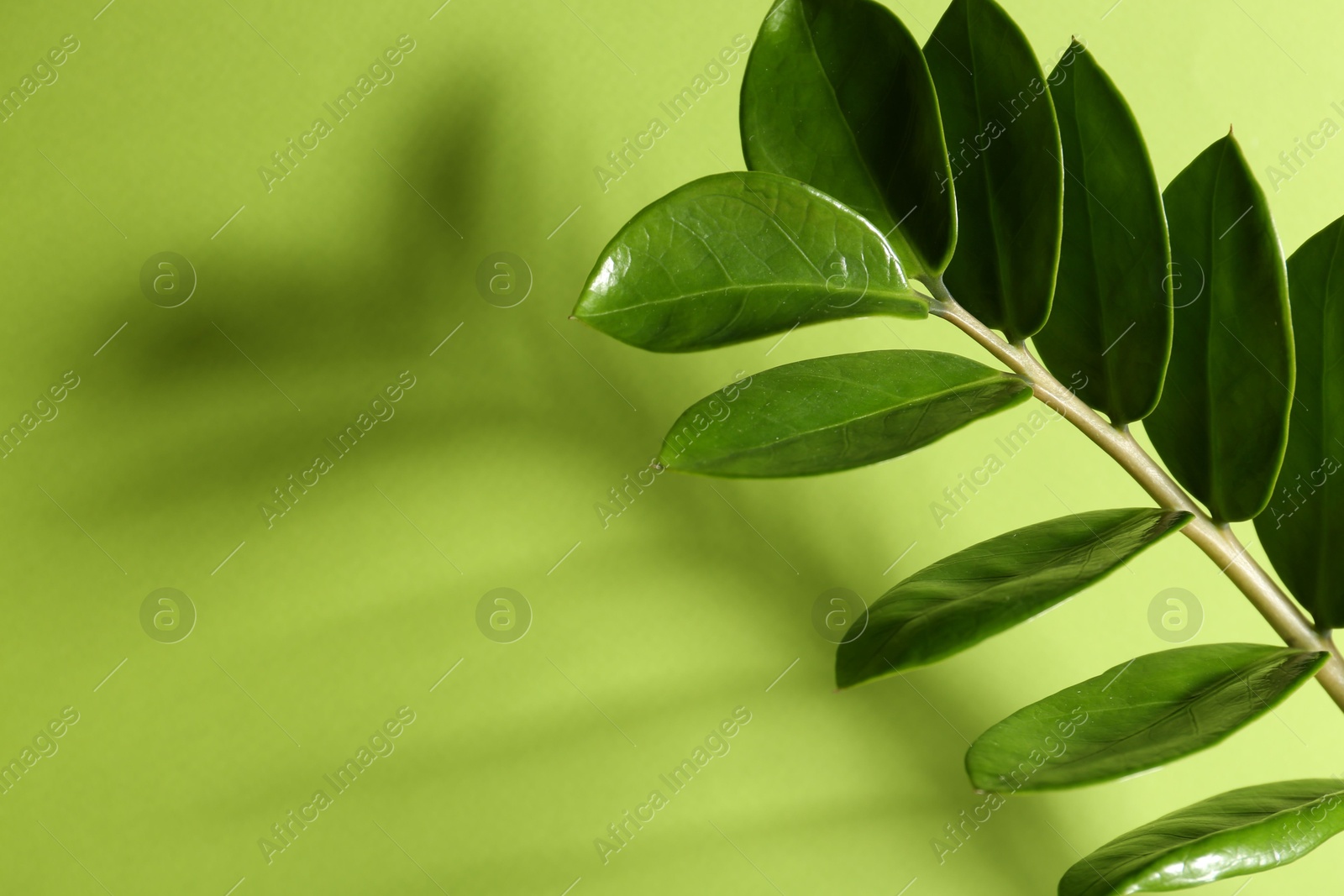 Photo of Beautiful branch with leaves casting shadow on green background, closeup. Space for text