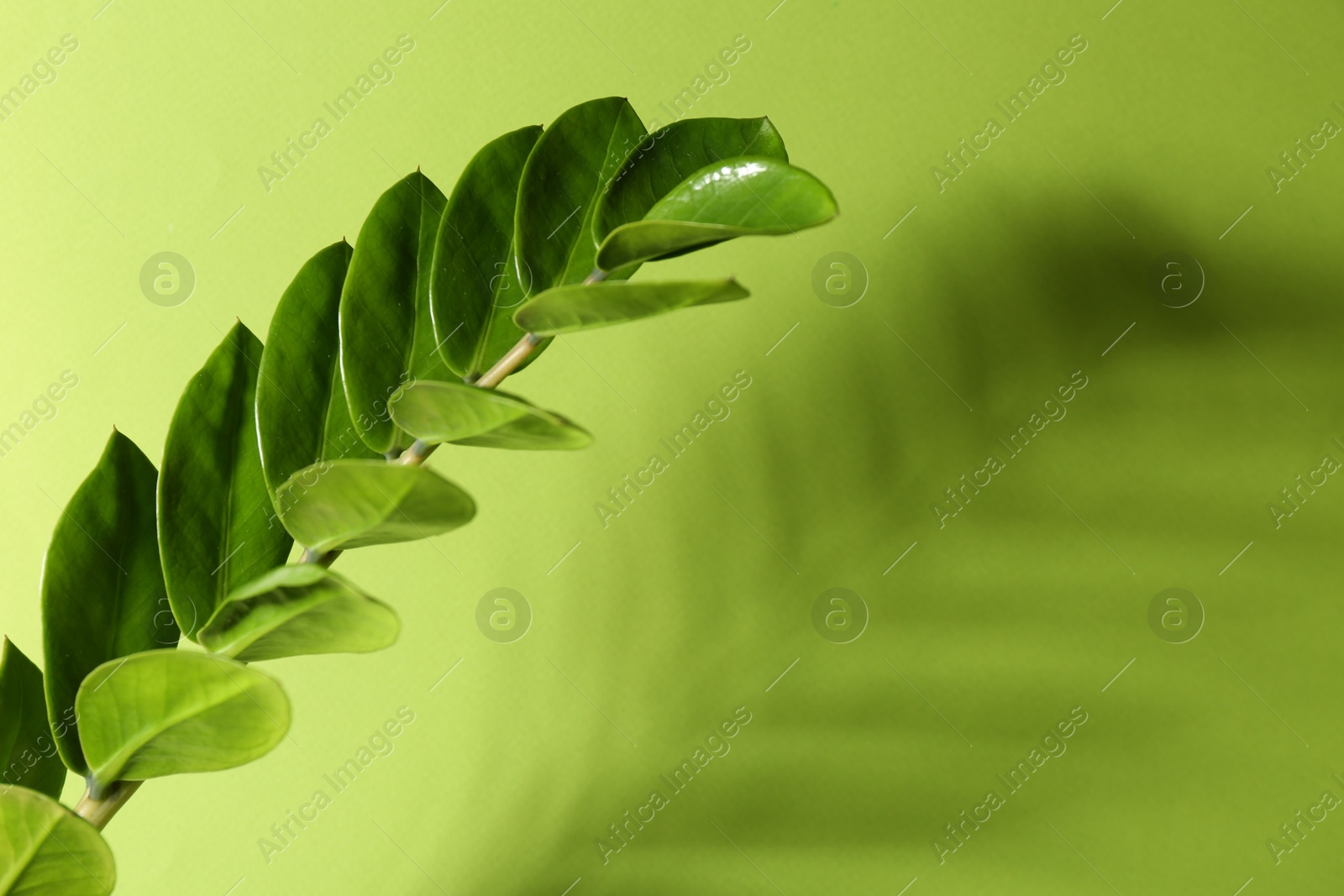 Photo of Beautiful branch with leaves casting shadow on green background, closeup. Space for text