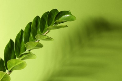 Beautiful branch with leaves casting shadow on green background, closeup. Space for text