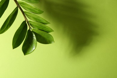 Photo of Beautiful branch with leaves casting shadow on green background, closeup. Space for text