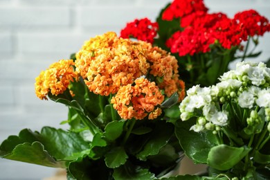 Photo of Different beautiful kalanchoe flowers in pots on light background, closeup