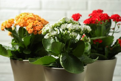 Photo of Different beautiful kalanchoe flowers in pots on light background, closeup