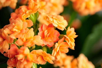 Photo of Beautiful orange kalanchoe flowers as background, closeup