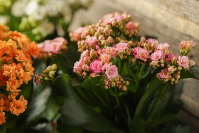 Photo of Different beautiful kalanchoe flowers on light background, closeup