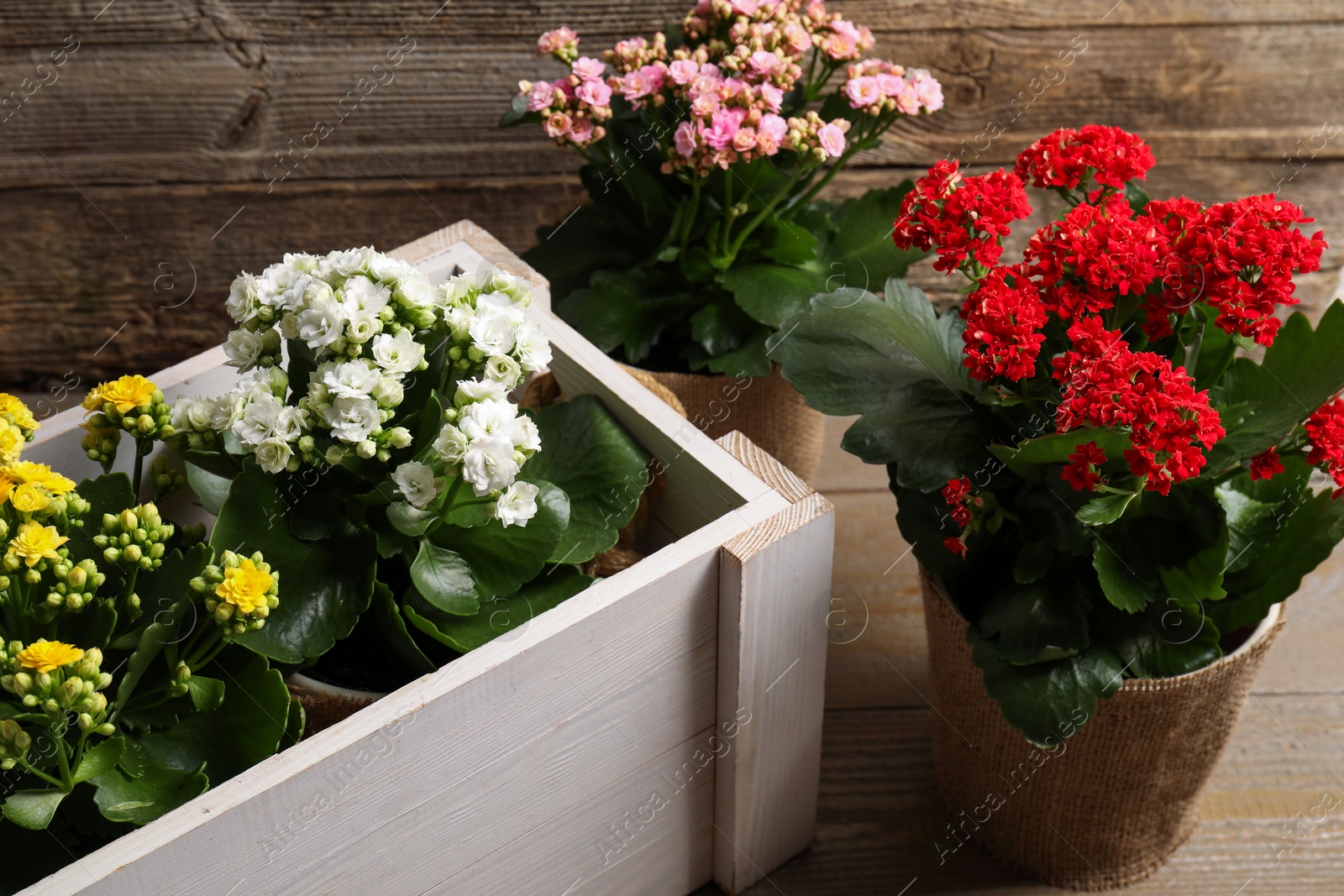 Photo of Beautiful kalanchoe flowers in pots inside crate near wooden wall, closeup