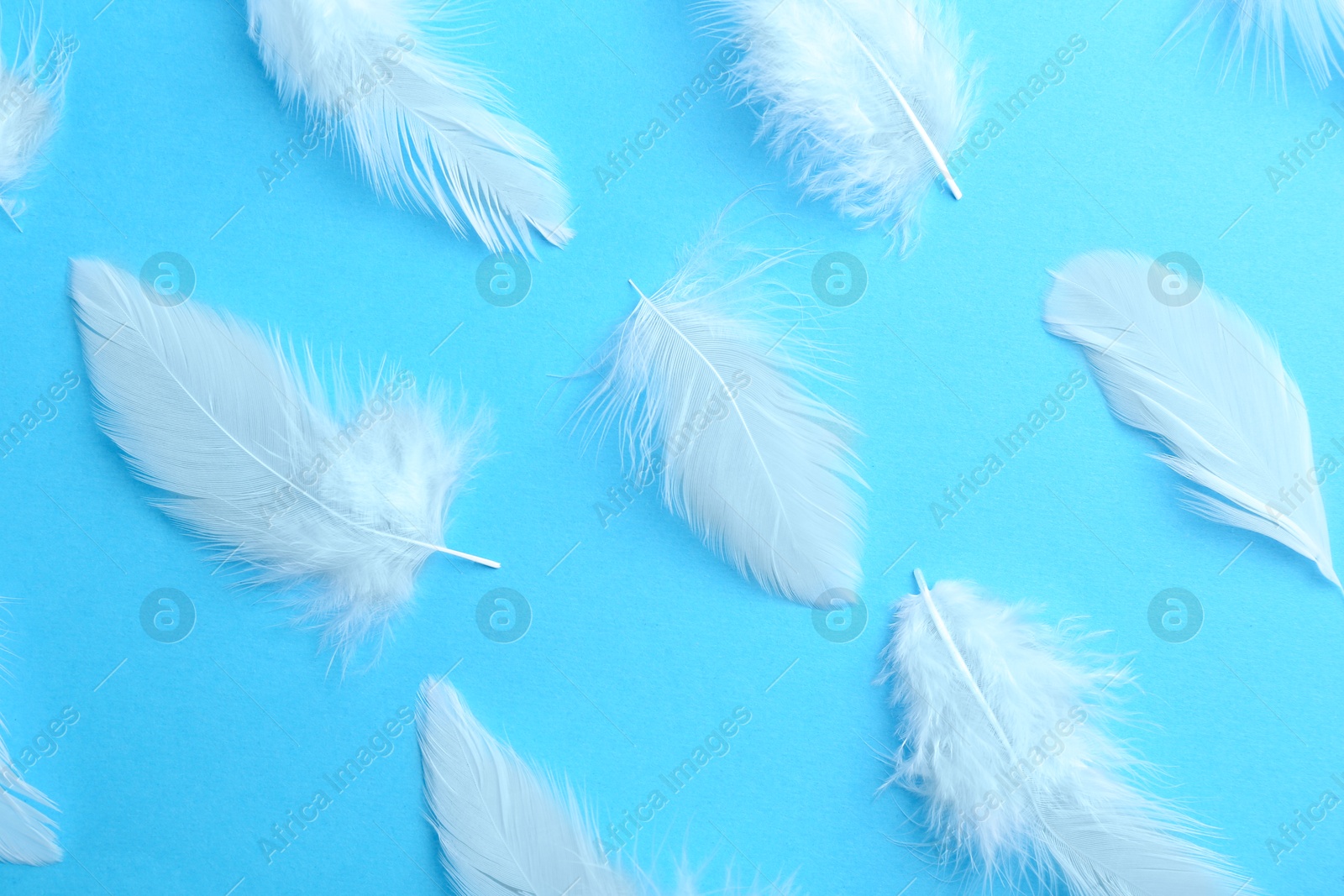 Photo of Beautiful fluffy feathers on light blue background, closeup