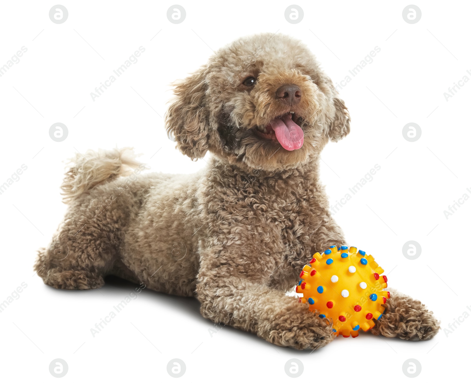 Photo of Cute dog with toy on white background. Adorable pet