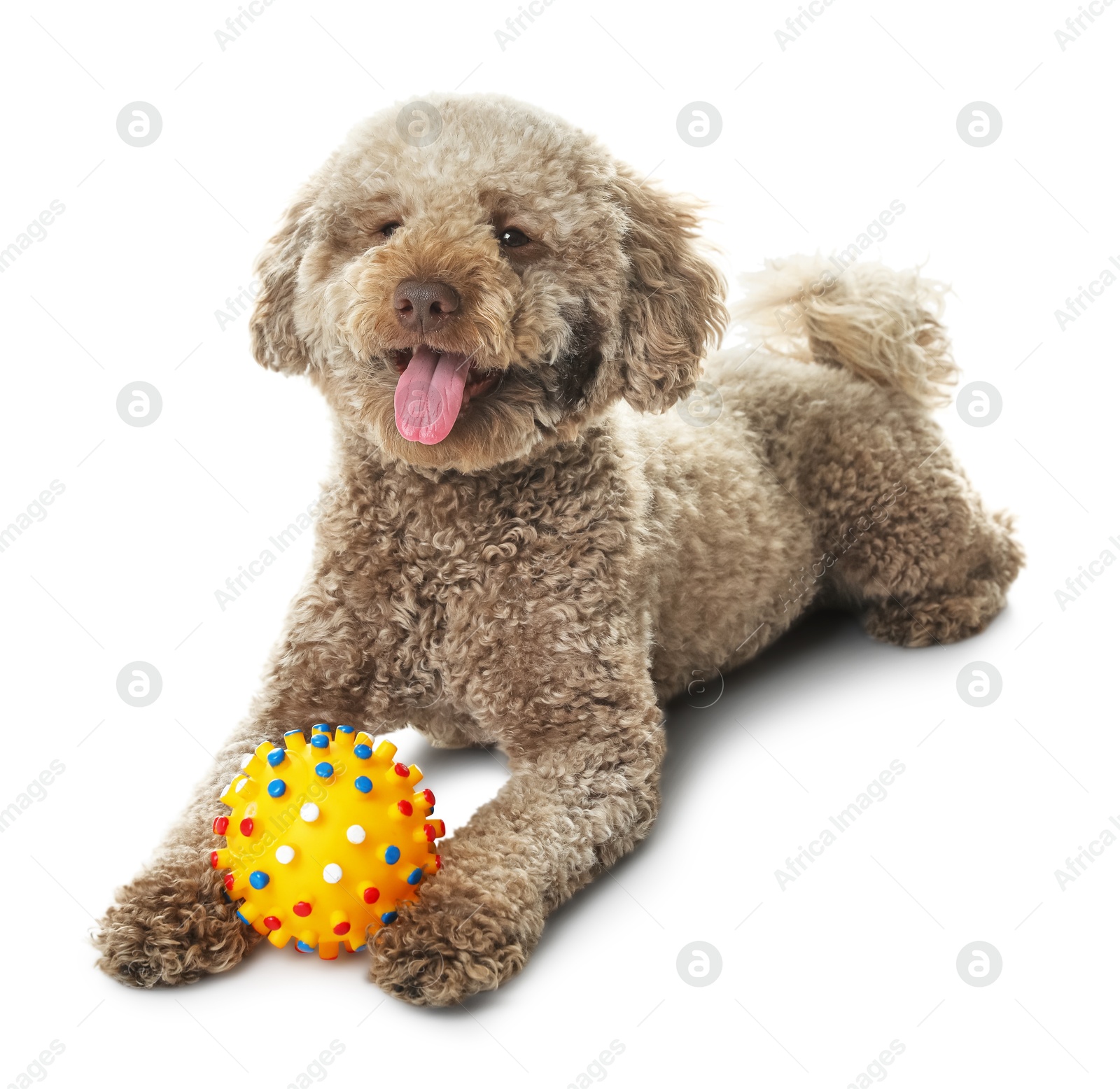 Photo of Cute dog with toy on white background. Adorable pet