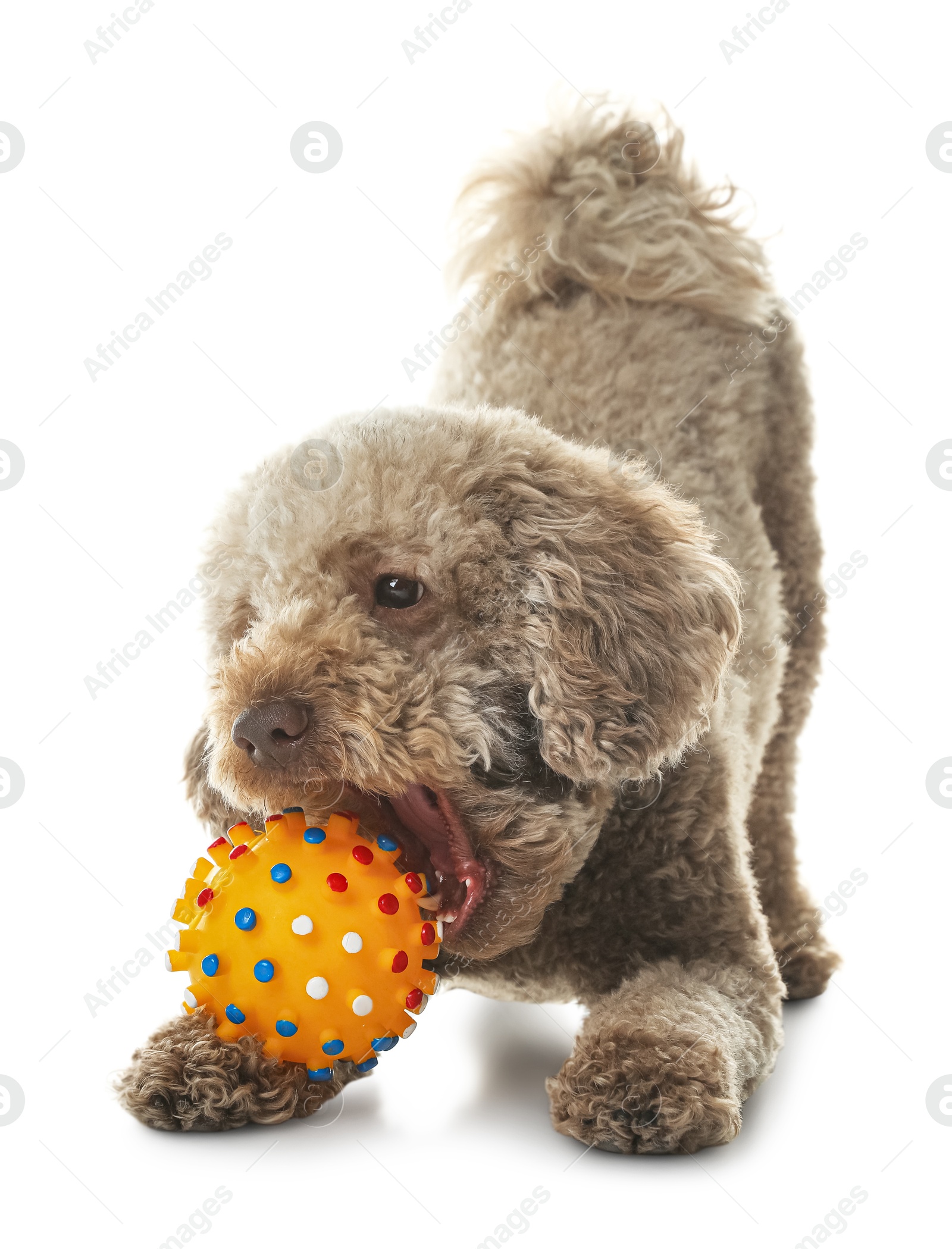 Photo of Cute dog playing with toy on white background. Adorable pet