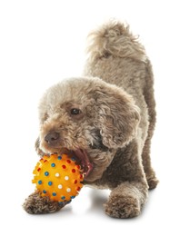 Photo of Cute dog playing with toy on white background. Adorable pet