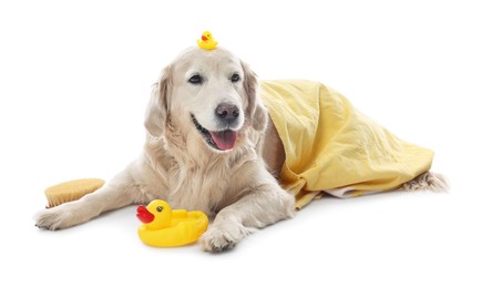 Photo of Cute funny dog with towel and toy ducks on white background