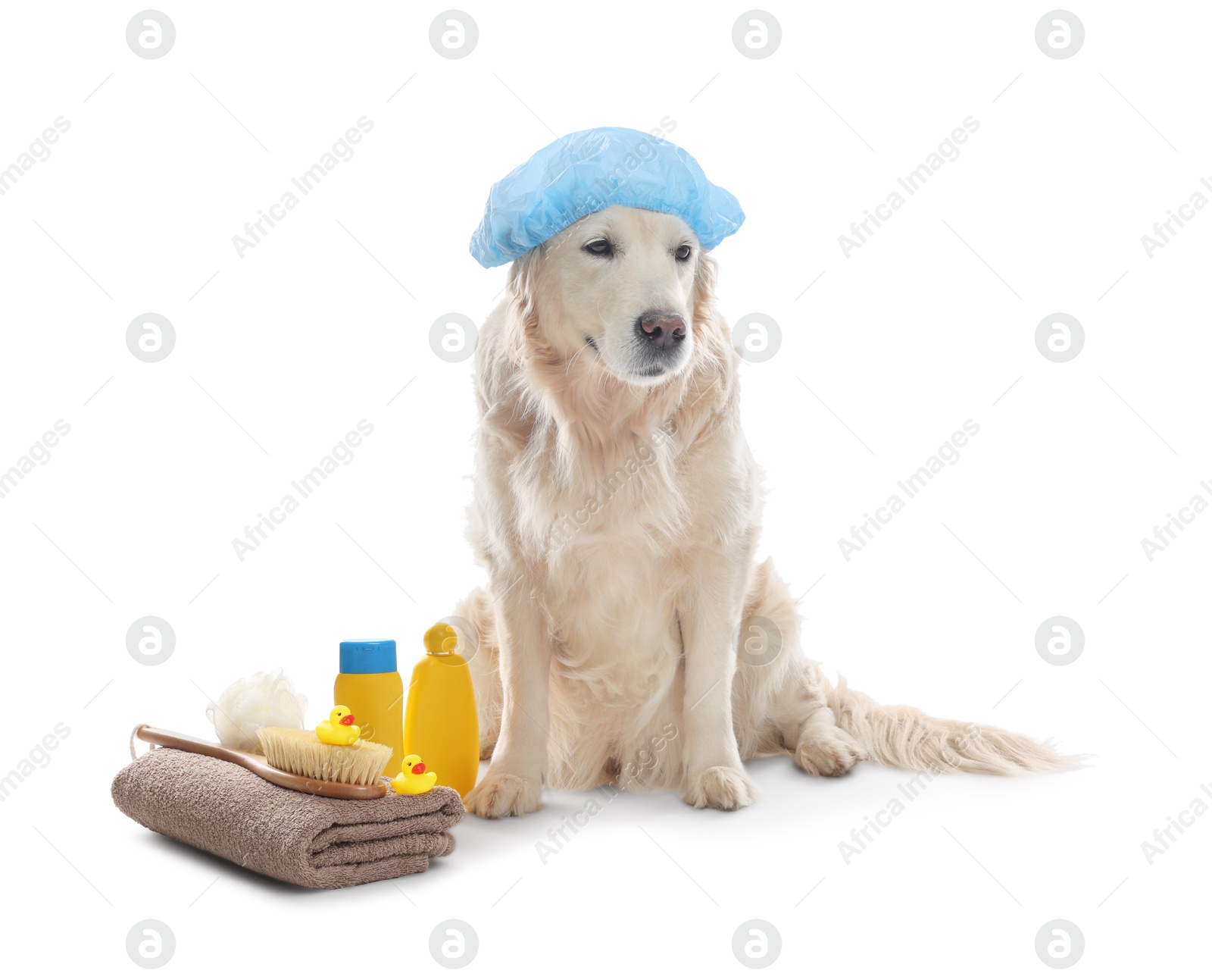 Photo of Cute dog with shower cap and other bath accessories on white background