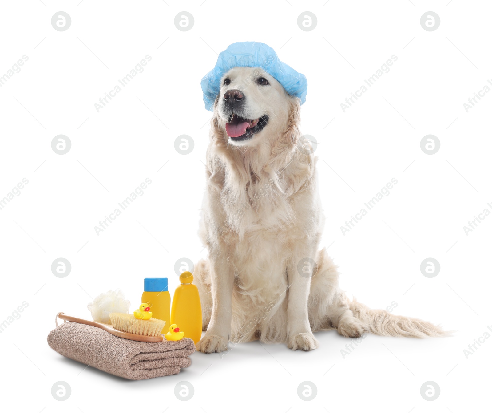 Photo of Cute dog with shower cap and other bath accessories on white background