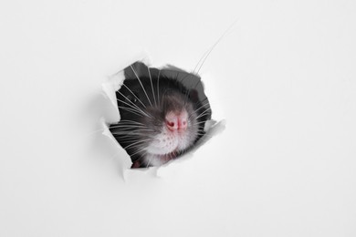 Photo of Cute rat looking through hole in white paper sheet