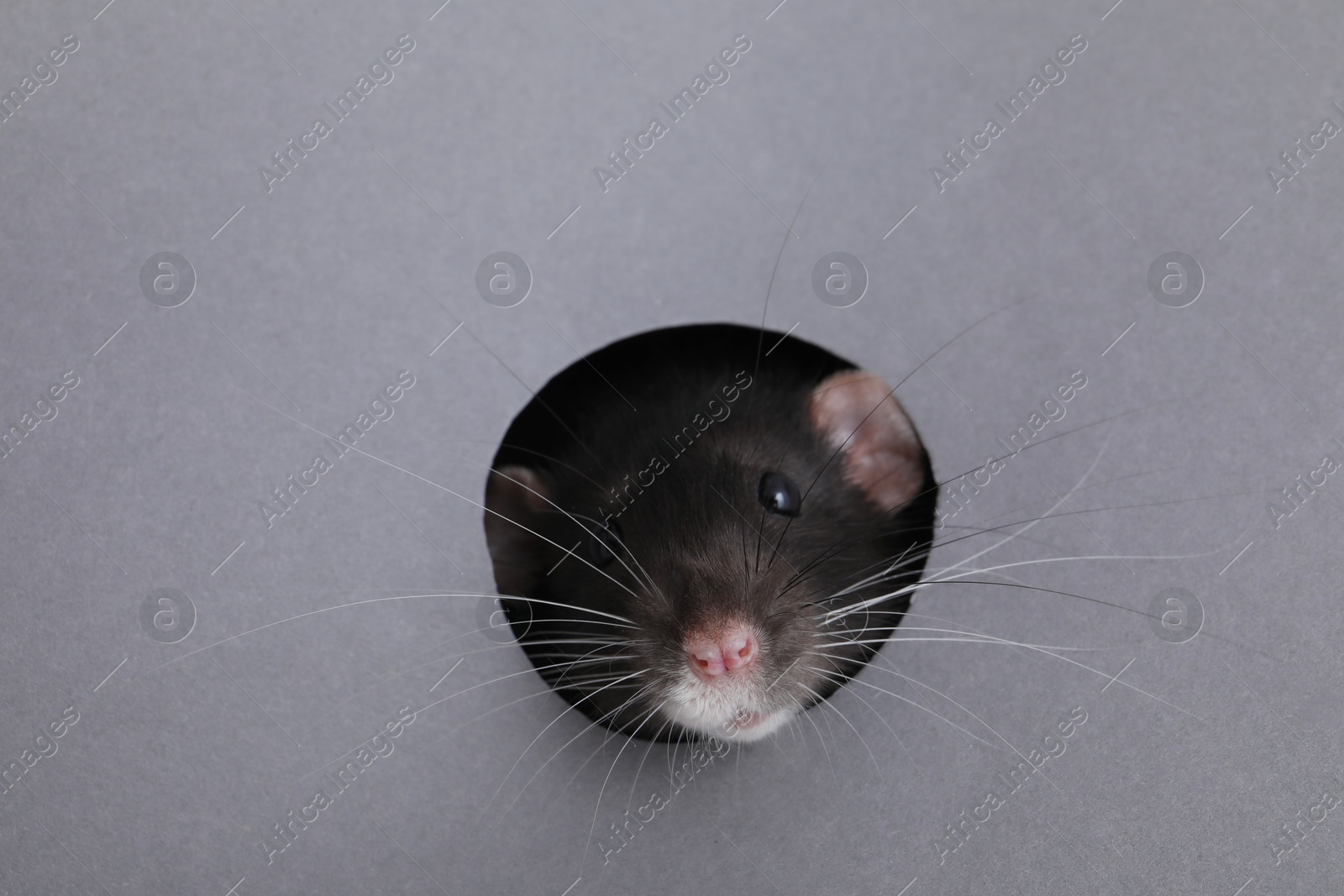 Photo of Cute rat looking through hole in grey paper sheet