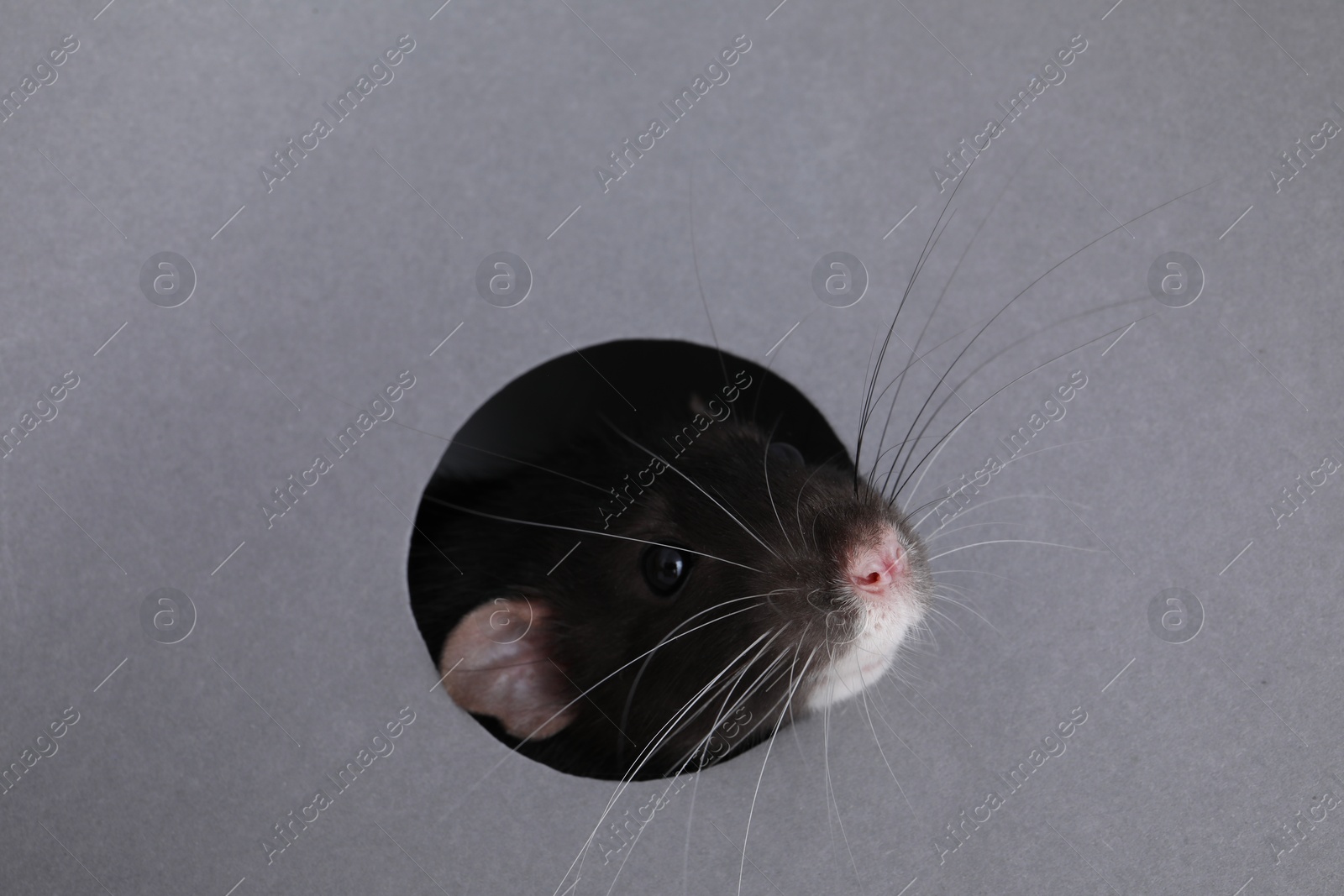 Photo of Cute rat looking through hole in grey paper sheet