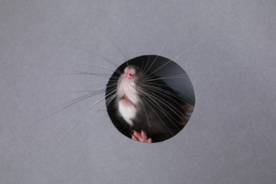 Photo of Cute rat looking through hole in grey paper sheet