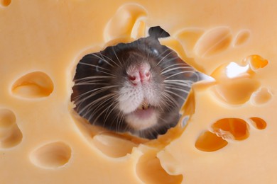 Photo of Cute small rat looking out of hole in cheese, closeup