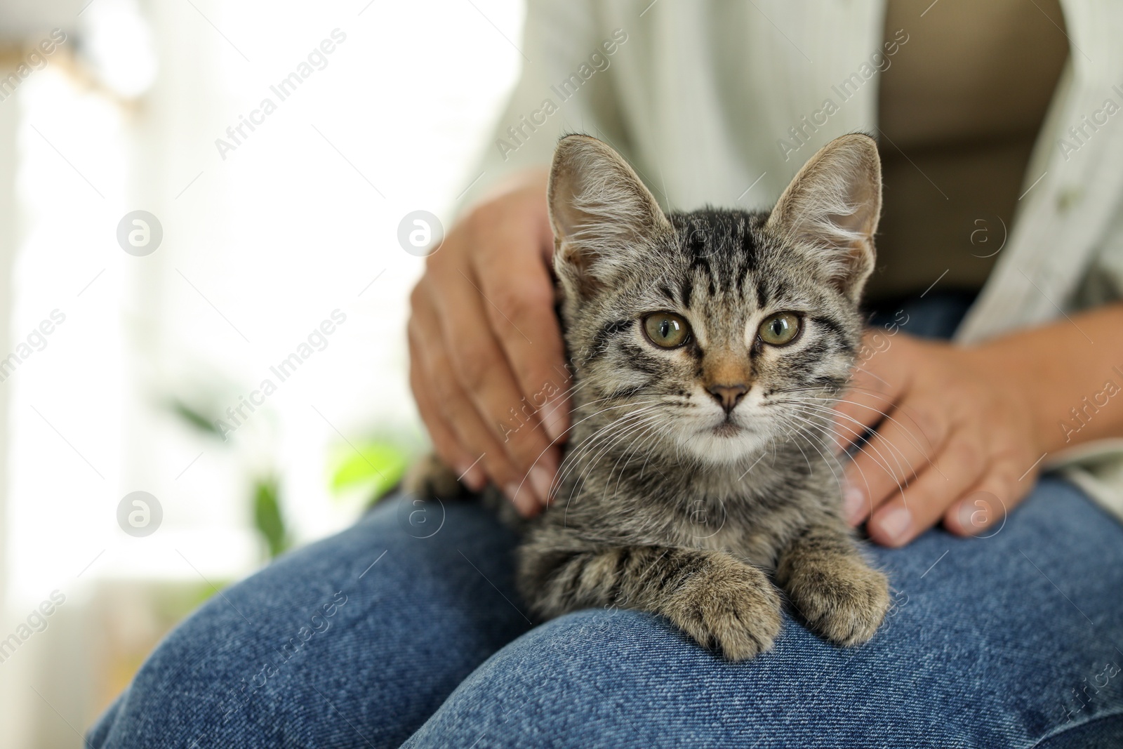 Photo of Woman with cute kitten at home, closeup