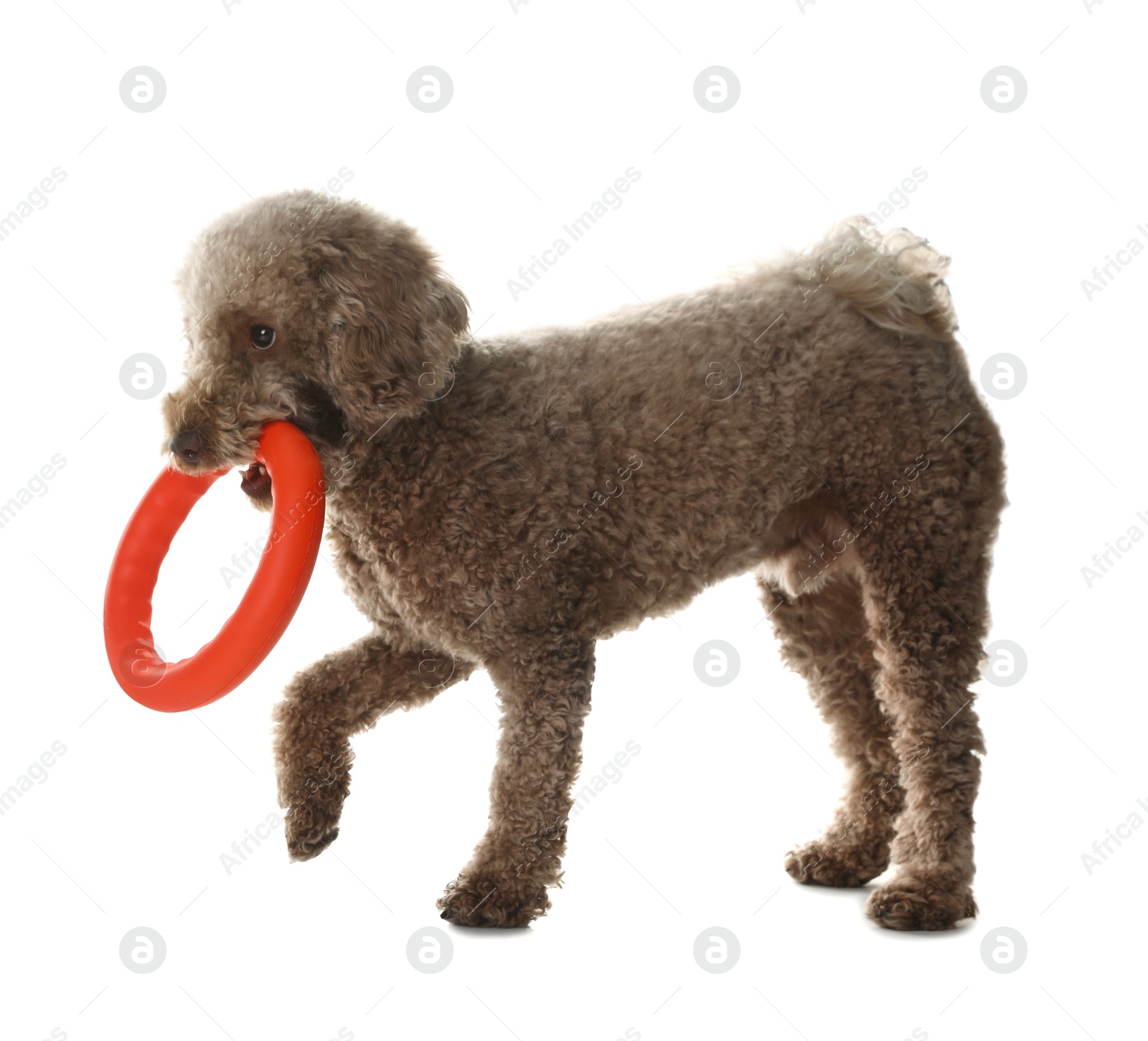 Photo of Cute dog playing with toy on white background. Adorable pet