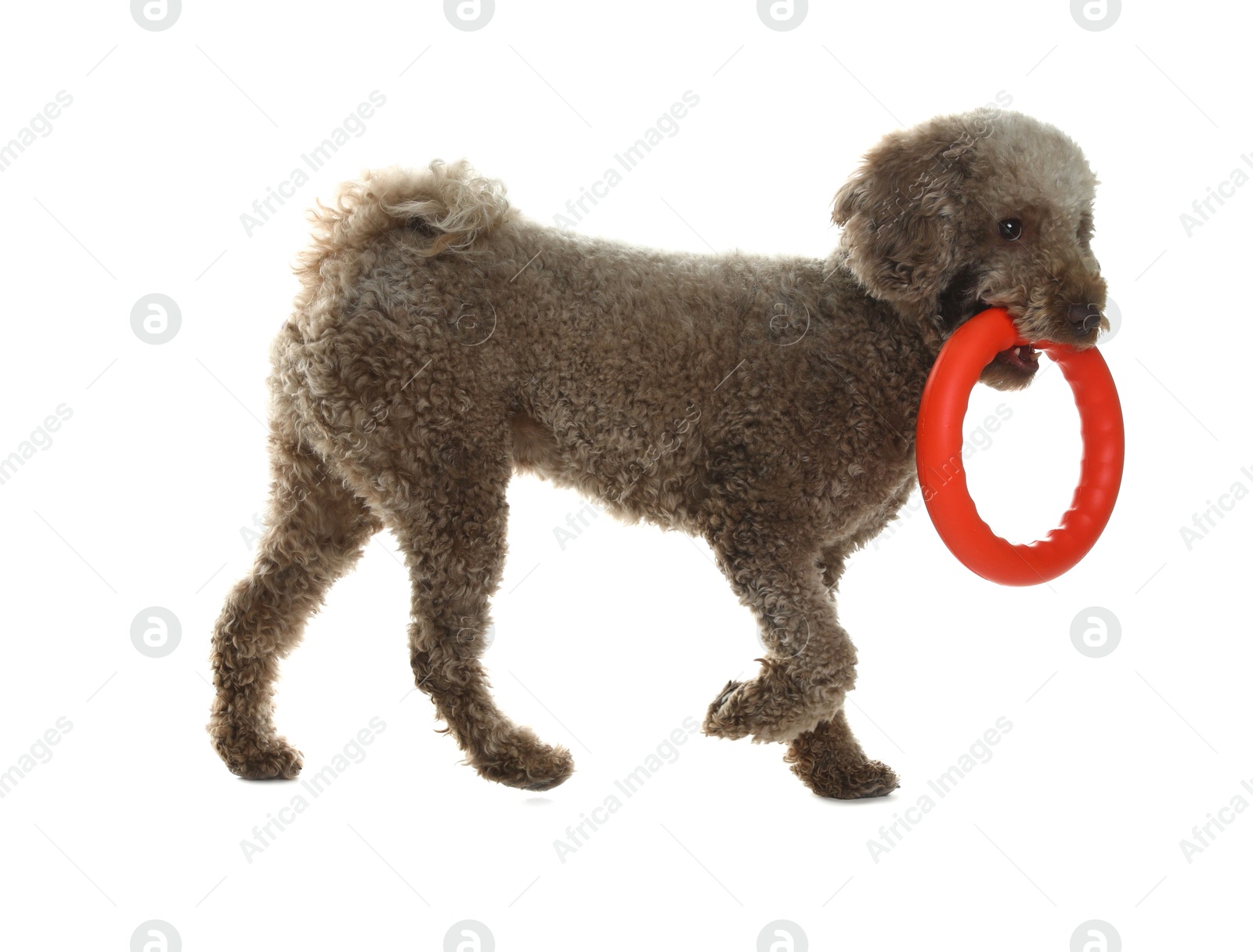 Photo of Cute dog playing with toy on white background. Adorable pet