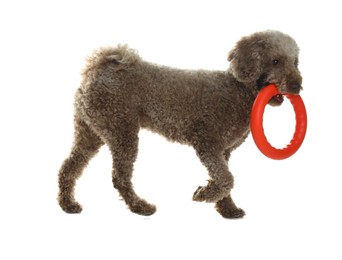 Photo of Cute dog playing with toy on white background. Adorable pet