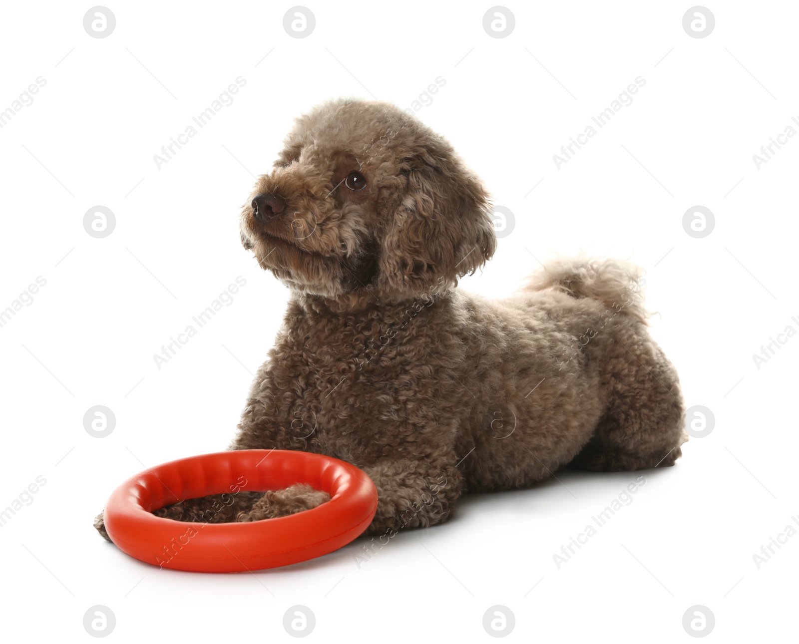 Photo of Cute dog with toy on white background. Adorable pet