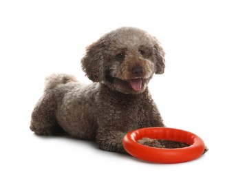 Photo of Cute dog with toy on white background. Adorable pet