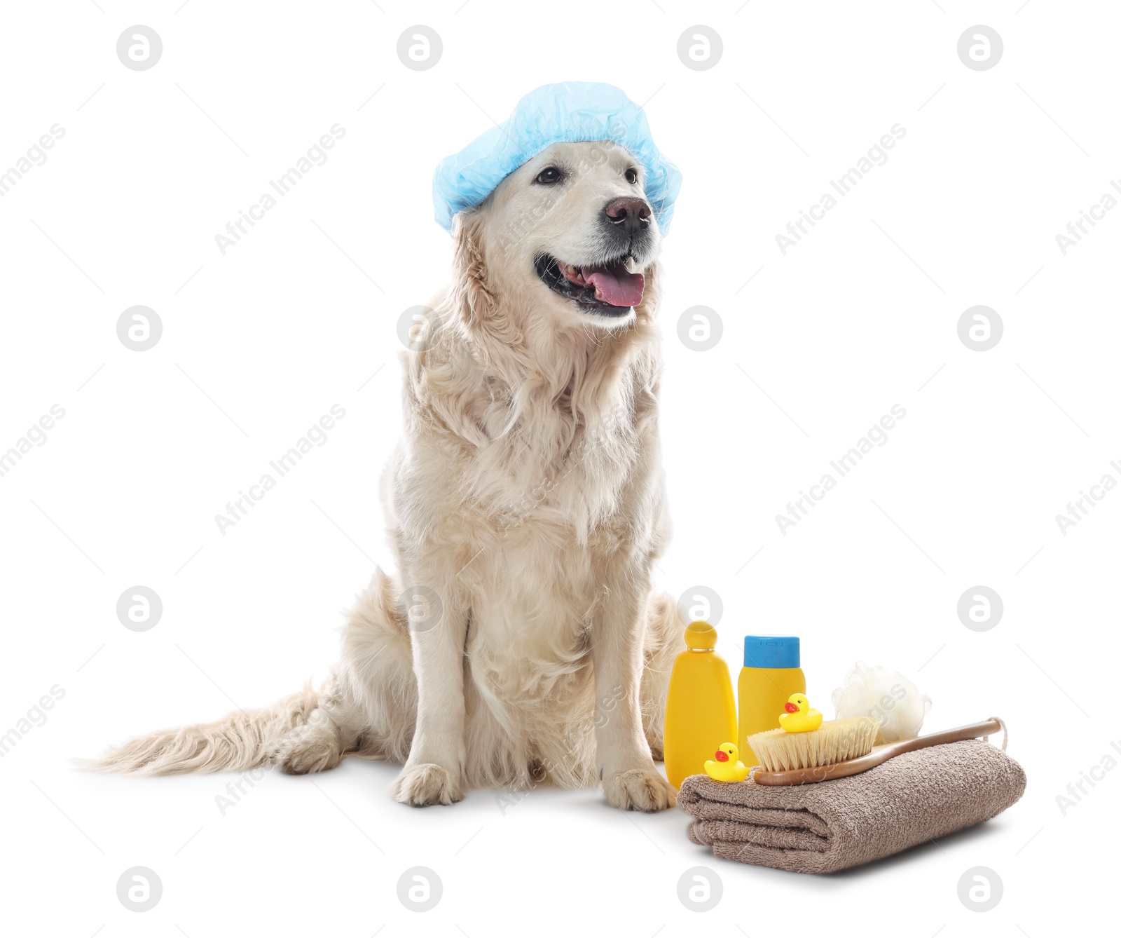 Photo of Cute dog with shower cap and other bath accessories on white background