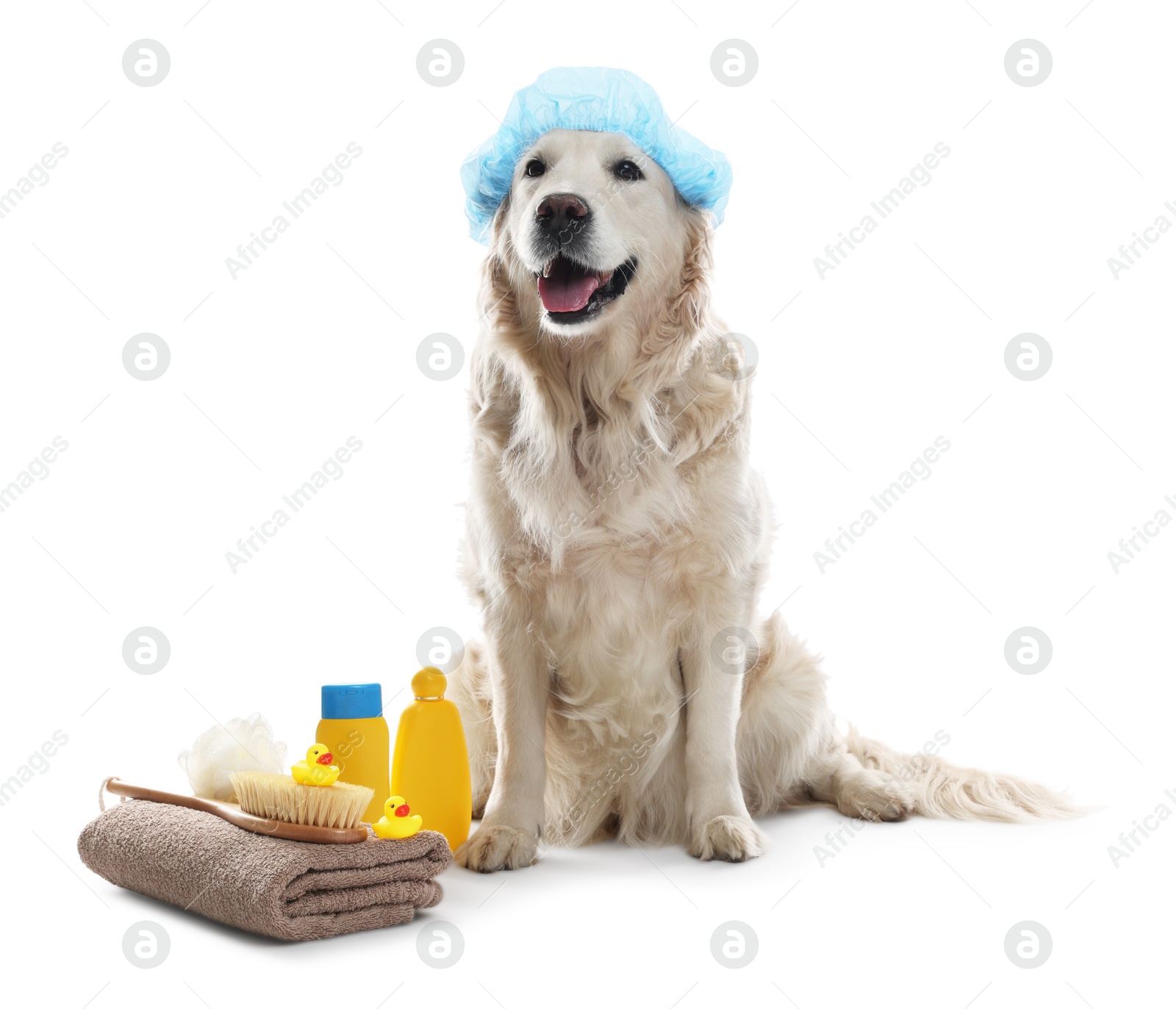 Photo of Cute dog with shower cap and other bath accessories on white background