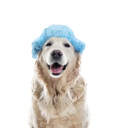 Photo of Cute dog in light blue shower cap on white background