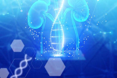 Medical technology. DNA and kidneys on blue gradient background, illustration